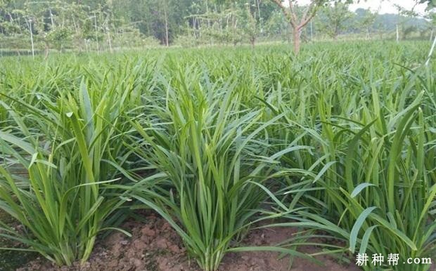 韭菜有哪几种栽培方式? 韭菜有哪几种栽培方式?