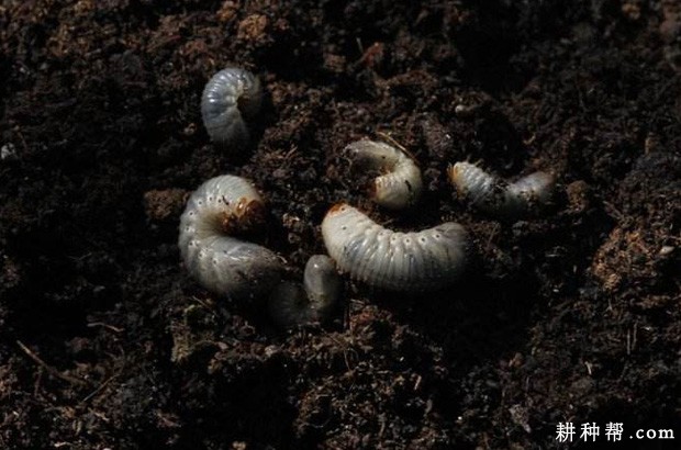 魔芋如何防治蛴螬？