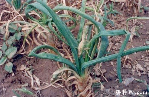 大葱黄矮病如何防治？