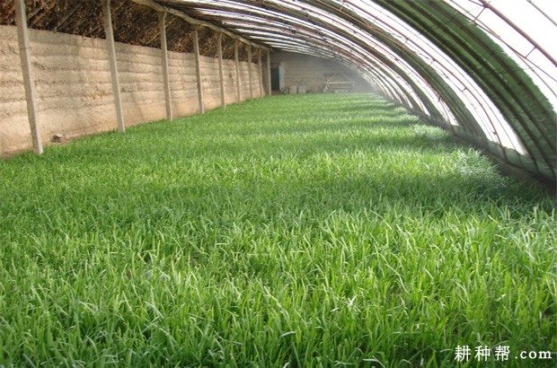 韭菜有哪几种栽培方式? 韭菜有哪几种栽培方式?