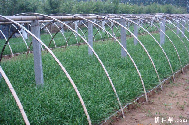 韭菜有哪几种栽培方式? 韭菜有哪几种栽培方式?