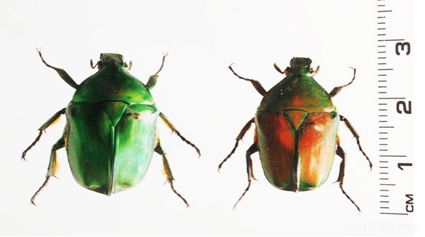 魔芋如何防治蛴螬？