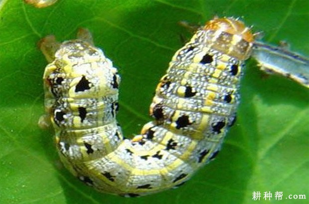 魔芋如何防治斜纹夜蛾？