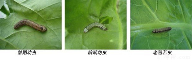 魔芋如何防治斜纹夜蛾？