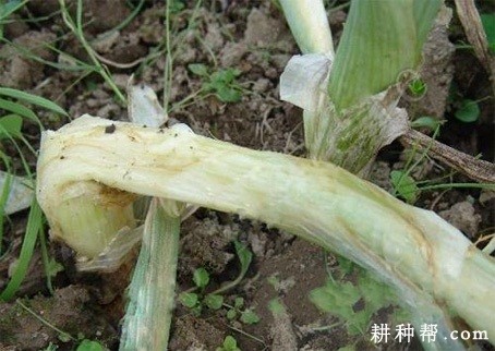 大葱软腐病如何防治？