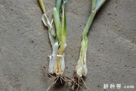 大葱软腐病如何防治？