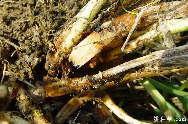 大葱软腐病如何防治？