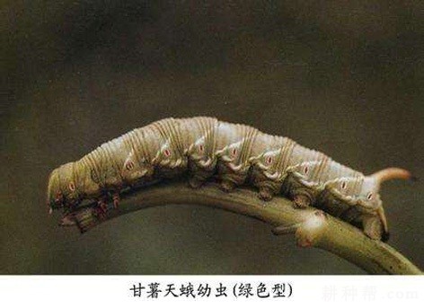 魔芋如何防治甘薯天蛾？