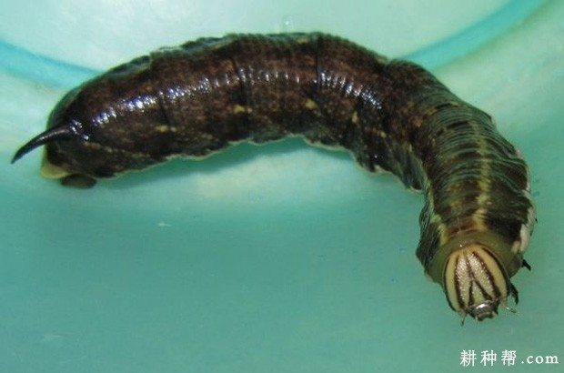 魔芋如何防治甘薯天蛾？