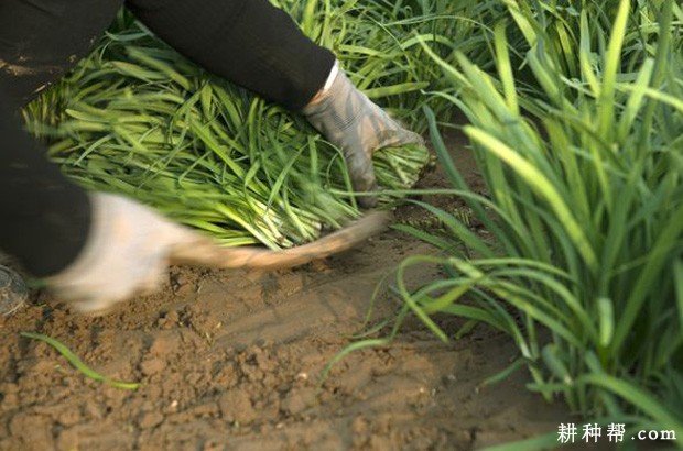 什么是韭菜跳根？