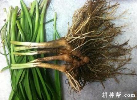 什么是韭菜跳根？