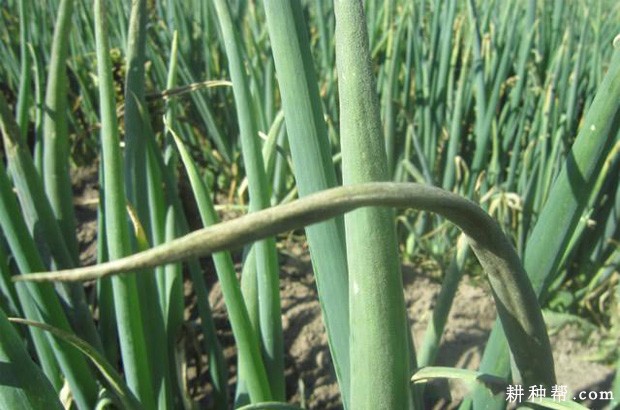 大葱黑粉病如何防治？