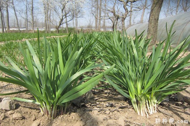 什么是韭菜分蘖？