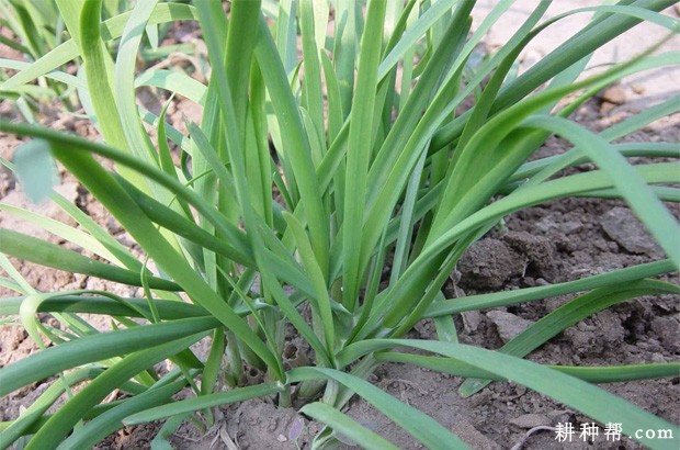 什么是韭菜分蘖？