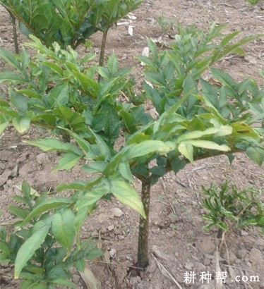 魔芋病毒病如何防治？