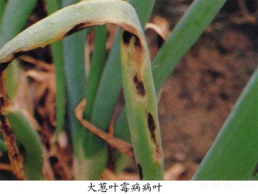 大葱叶霉病如何防治? 大葱叶霉病如何防治?
