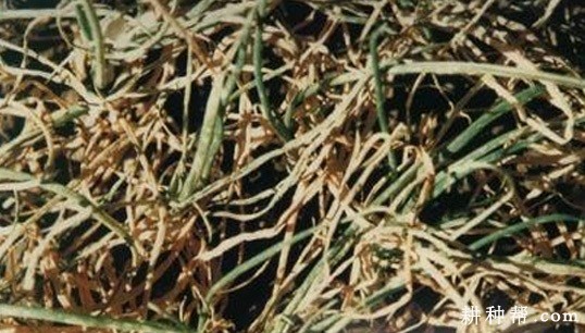 大葱炭疽病如何防治？