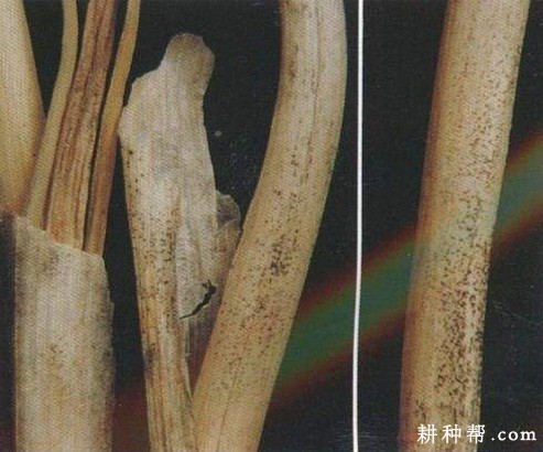 大葱炭疽病如何防治？