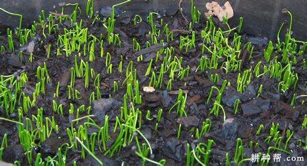 韭菜需肥吸肥有哪些特点？