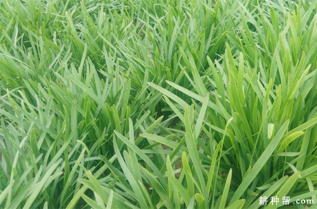 韭菜需肥吸肥有哪些特点？