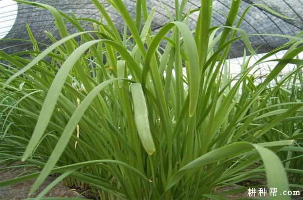 韭菜需肥吸肥有哪些特点？