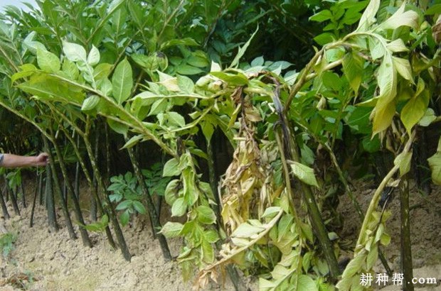 魔芋细菌性叶枯病如何防治? 魔芋细菌性叶枯病如何防治?