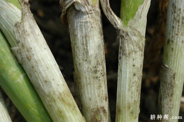 大葱小菌核病如何防治？