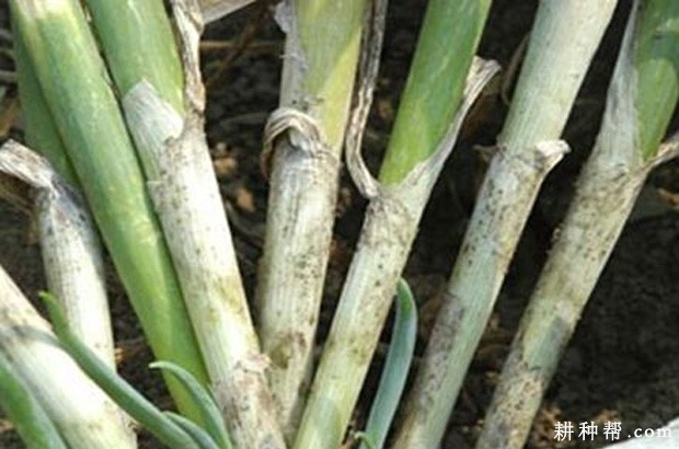 大葱小菌核病如何防治？