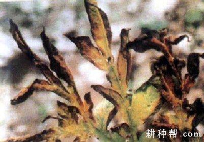 魔芋炭疽病如何防治？