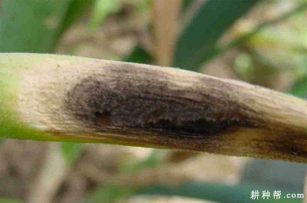 大葱黑斑病如何防治？