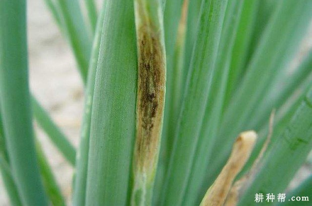 大葱黑斑病如何防治？