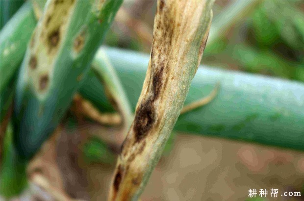 大葱黑斑病如何防治？