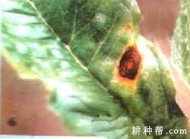 魔芋轮纹斑病如何防治？