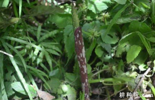 魔芋轮纹斑病如何防治？