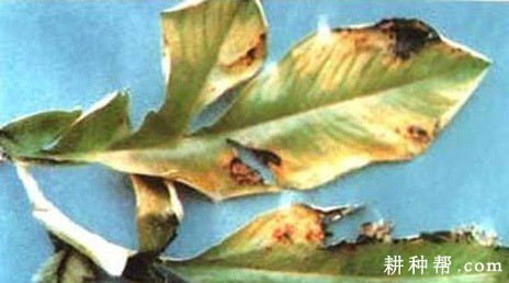 魔芋轮纹斑病如何防治？