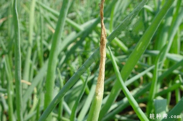 大葱褐斑病如何防治？