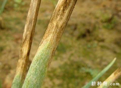 大葱褐斑病如何防治？