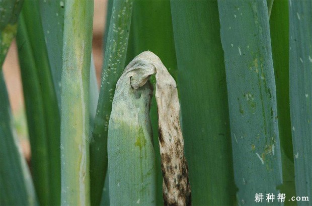 大葱疫病如何防治？