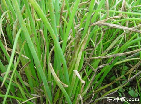 大葱疫病如何防治？
