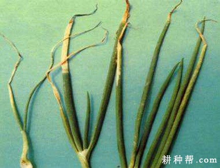 大葱疫病如何防治？