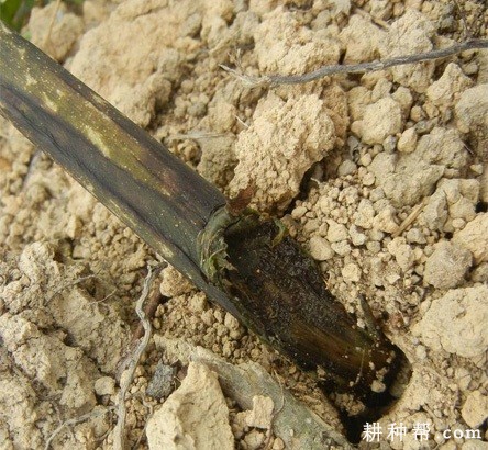 魔芋软腐病如何防治？