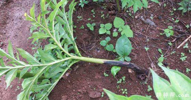 魔芋软腐病如何防治？