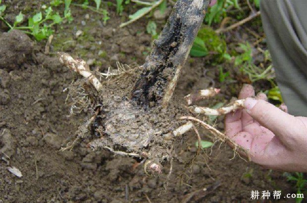 魔芋软腐病如何防治？