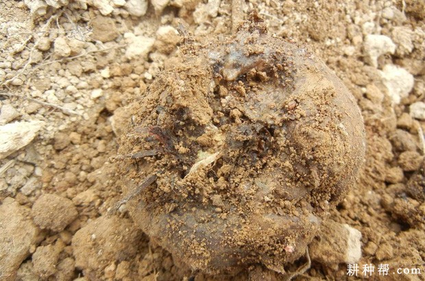 魔芋软腐病如何防治？