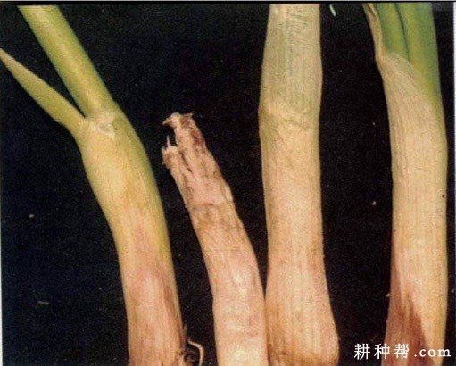 大葱白腐病如何防治？