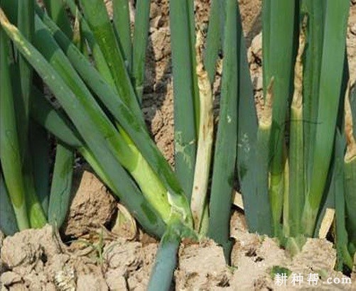 大葱白腐病如何防治？