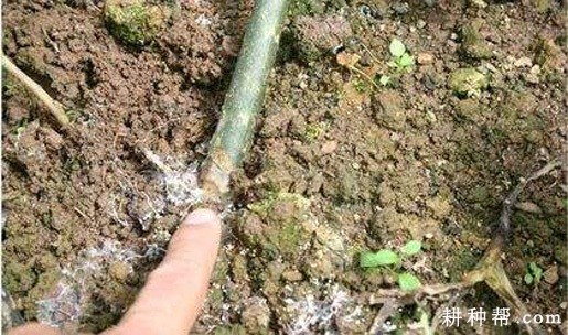 魔芋白绢病如何防治？