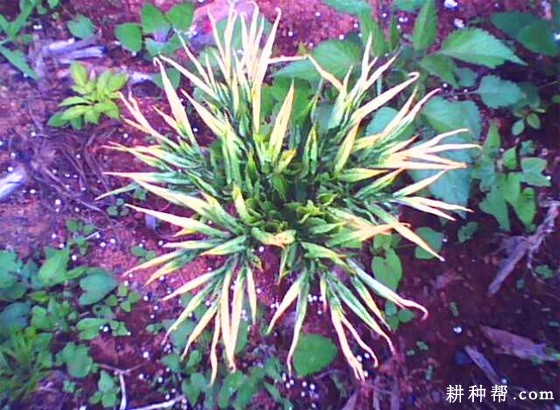 魔芋白绢病如何防治？