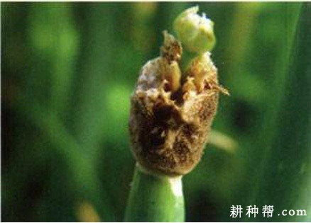 大葱灰霉病如何防治？
