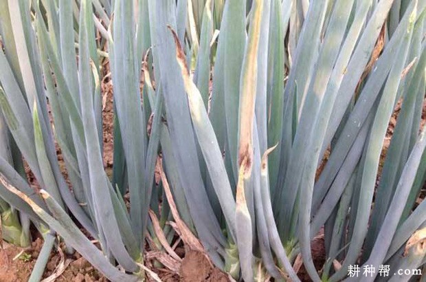 大葱白色疫病如何防治？